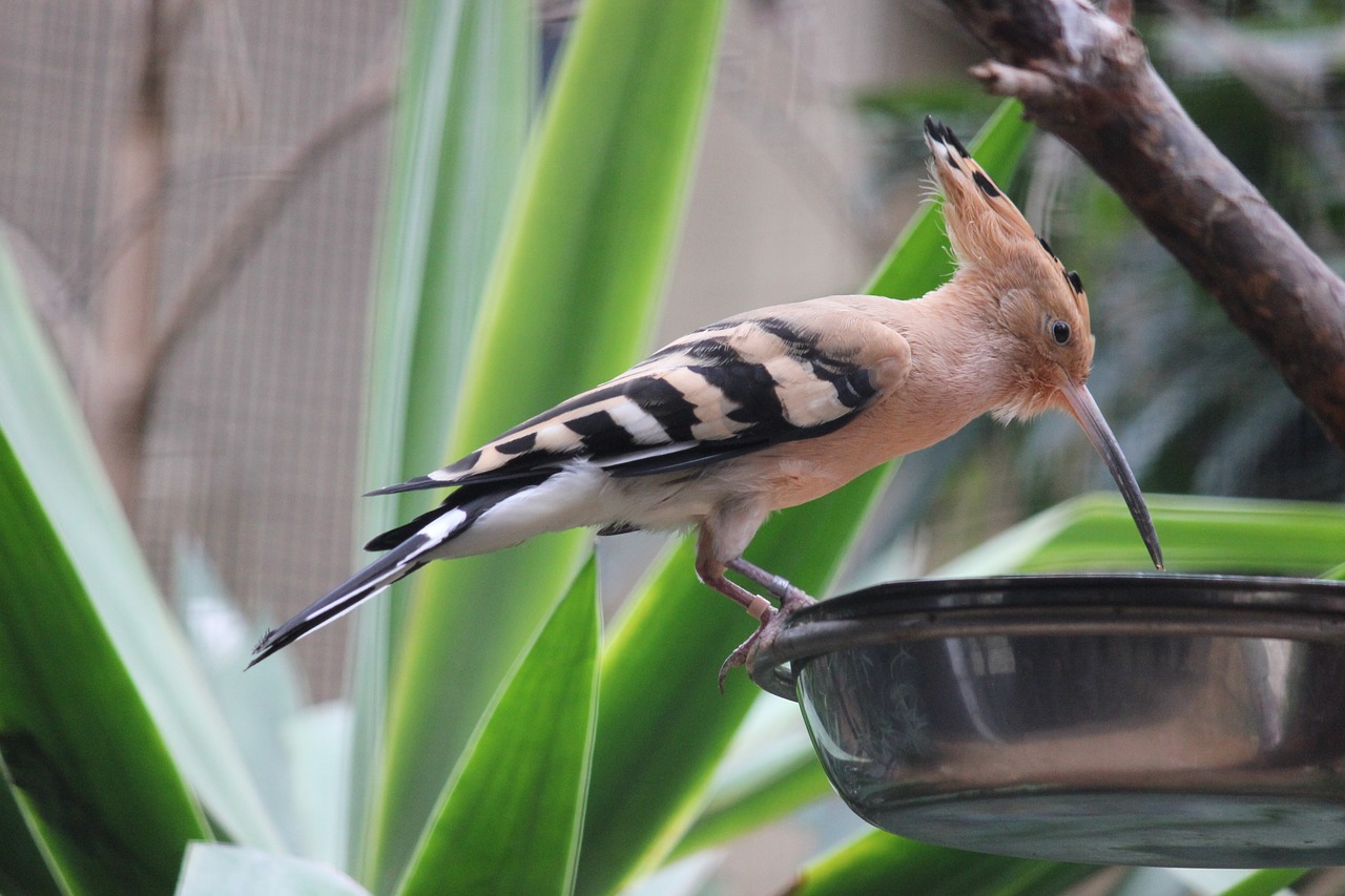 hoopoe bird zoo free photo