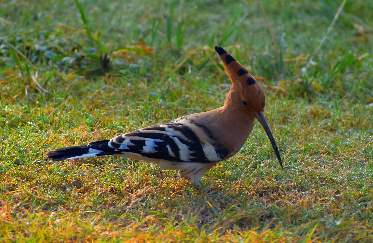 hoopoe bird douchiphat bird free photo