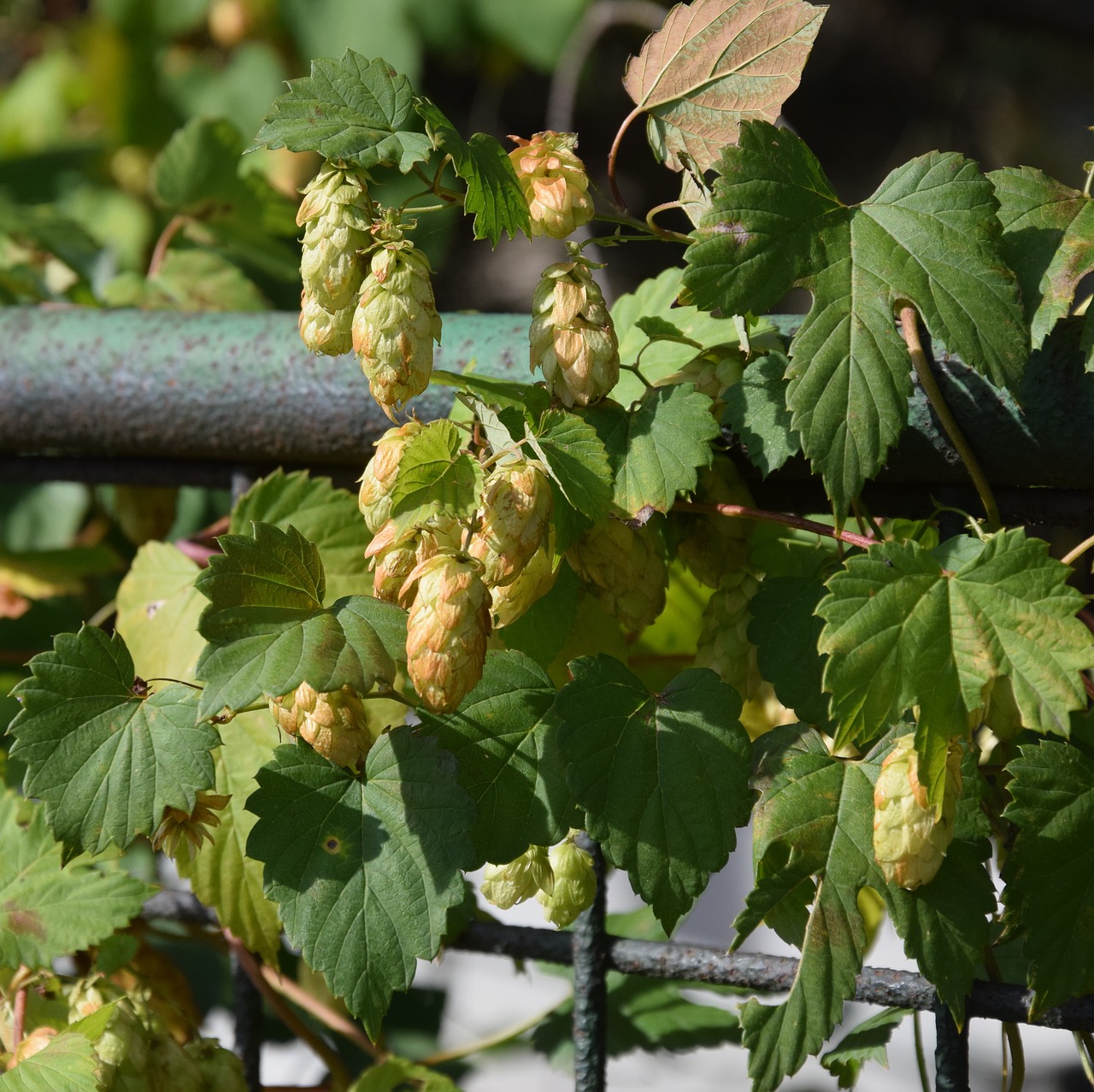 hop  cones  foliage free photo