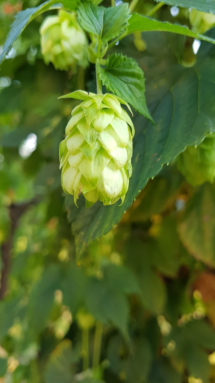 hop  beer  austria free photo