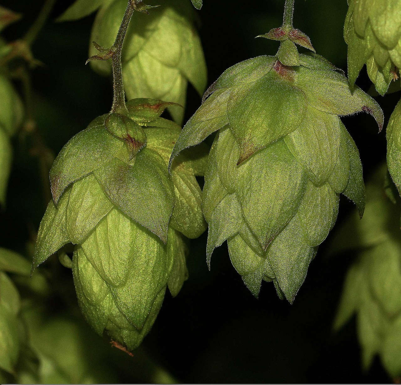 hop nature green free photo