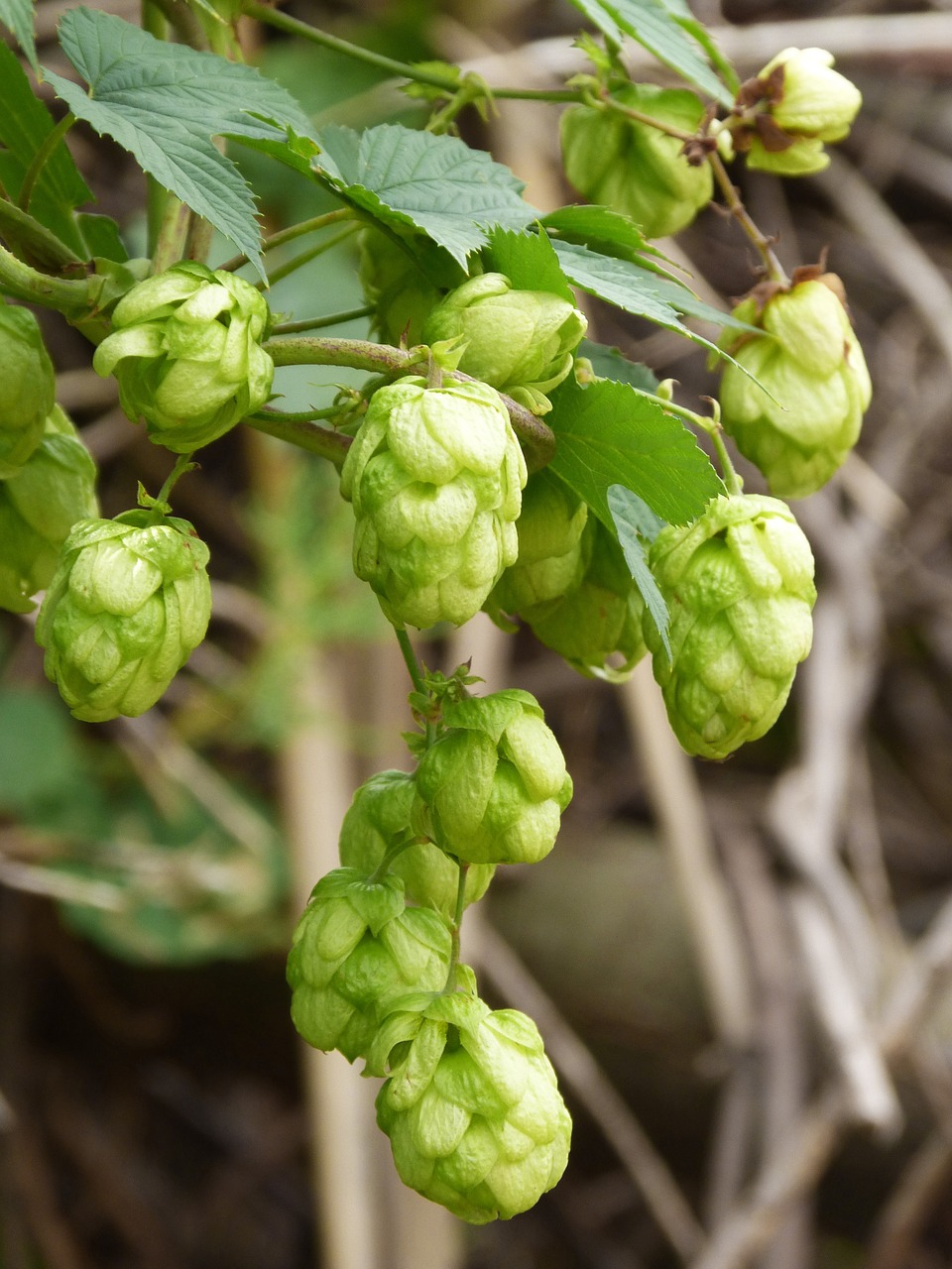 hop beer vegetable free photo