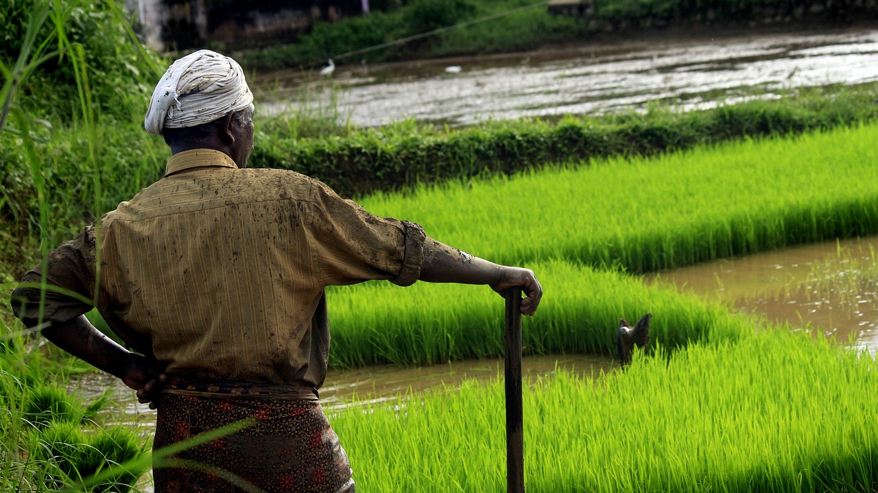 hope  kerala  food free photo