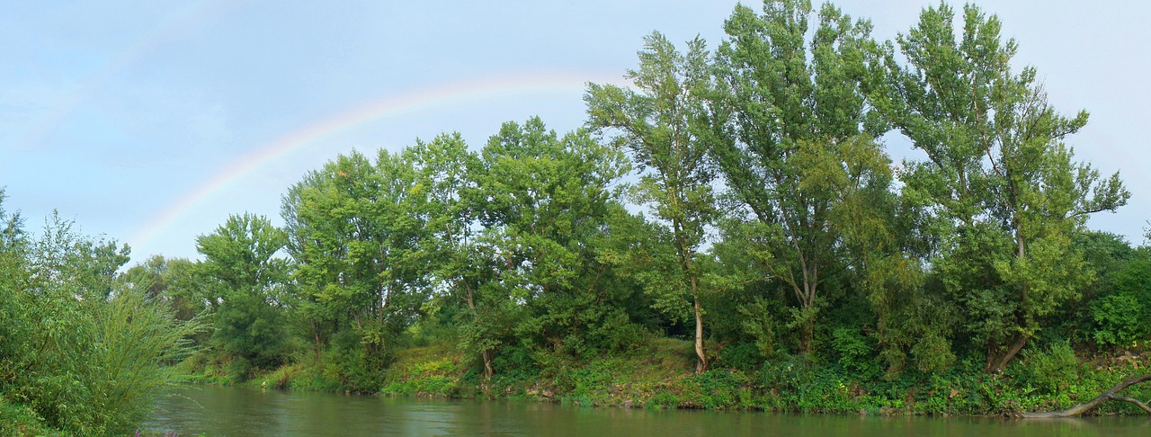 rainbow green trees free photo