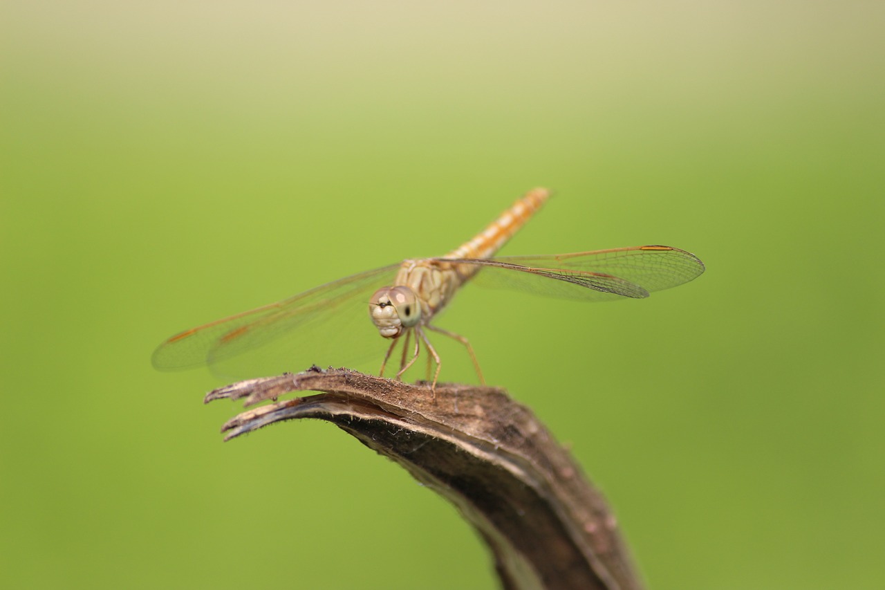 hopper big hopper nature free photo