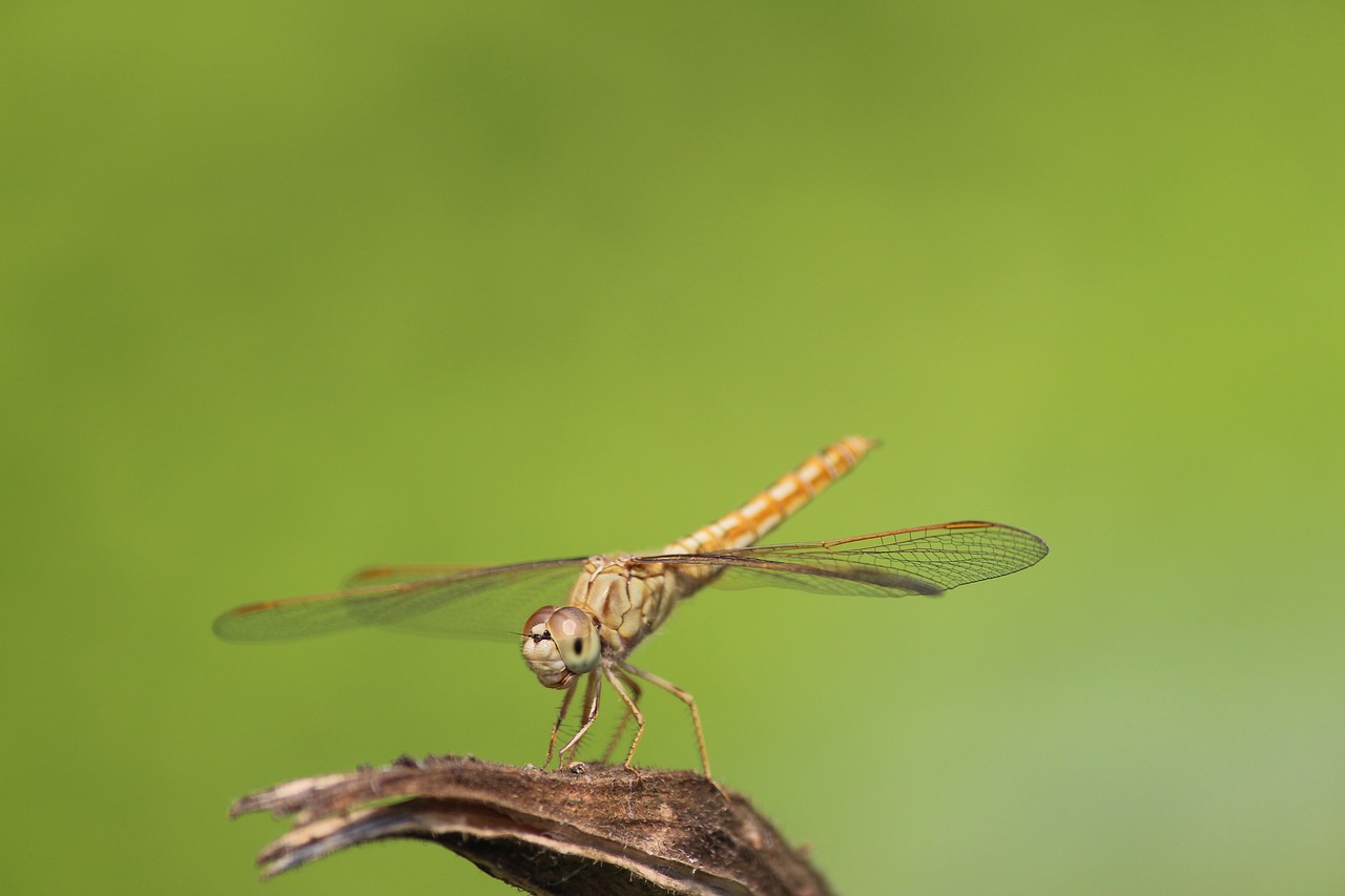 hopper big hopper nature free photo