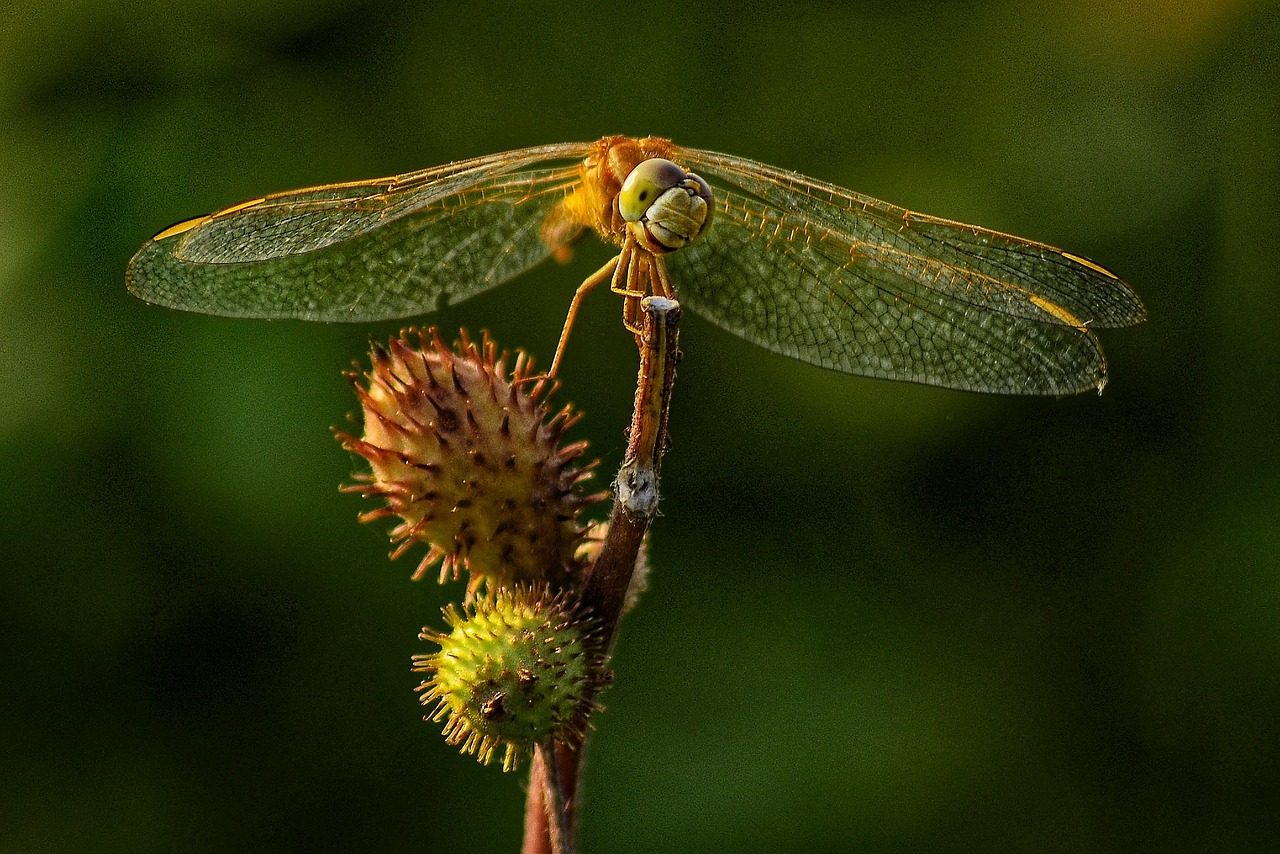 hopper  insects  wonderful free photo