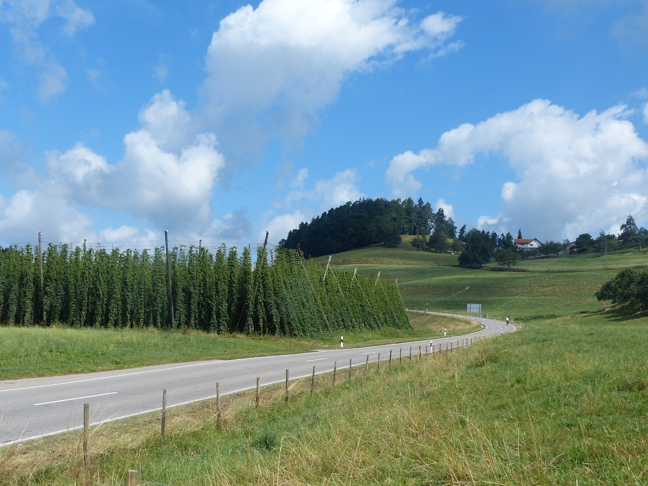 hops clouds summer free photo