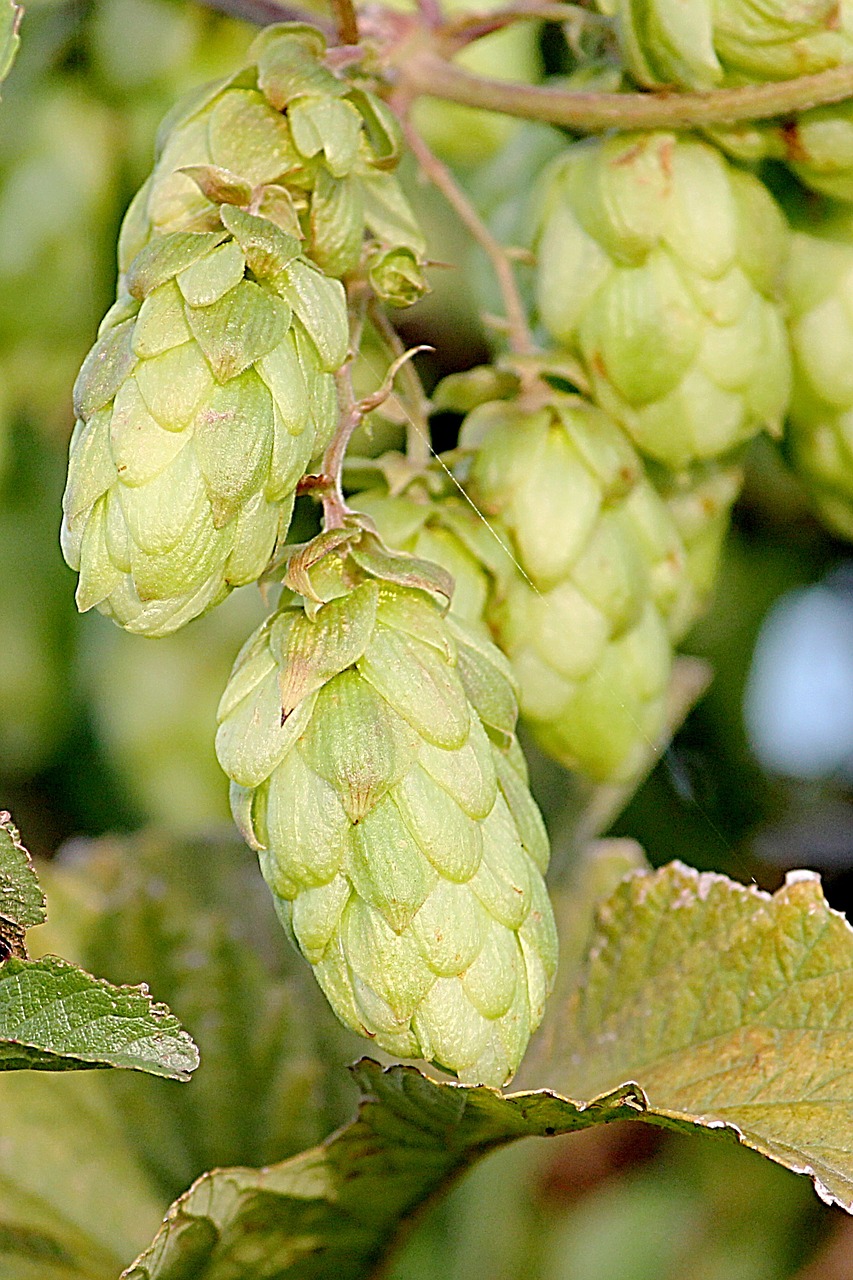 hops wild hop green free photo