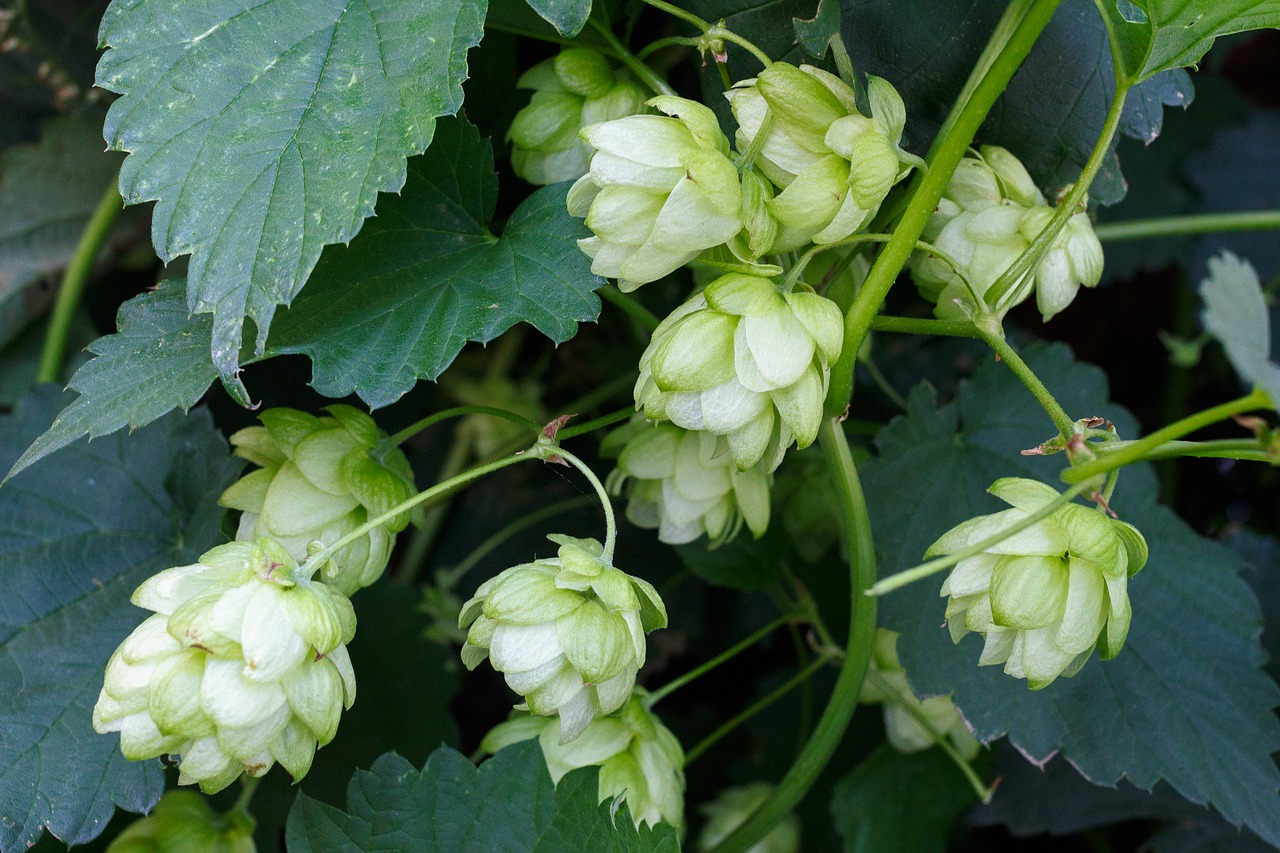 hops plant beer free photo