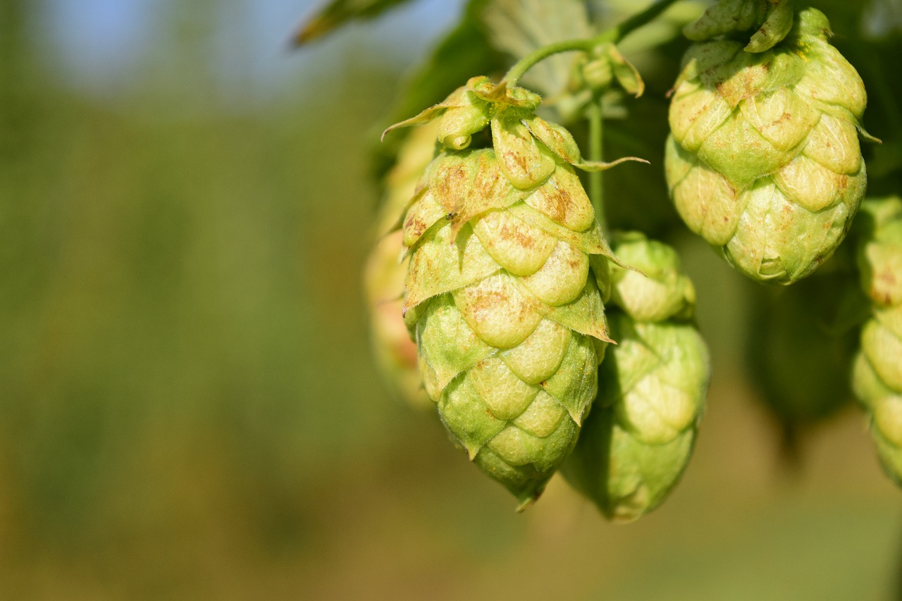 hops close nature free photo