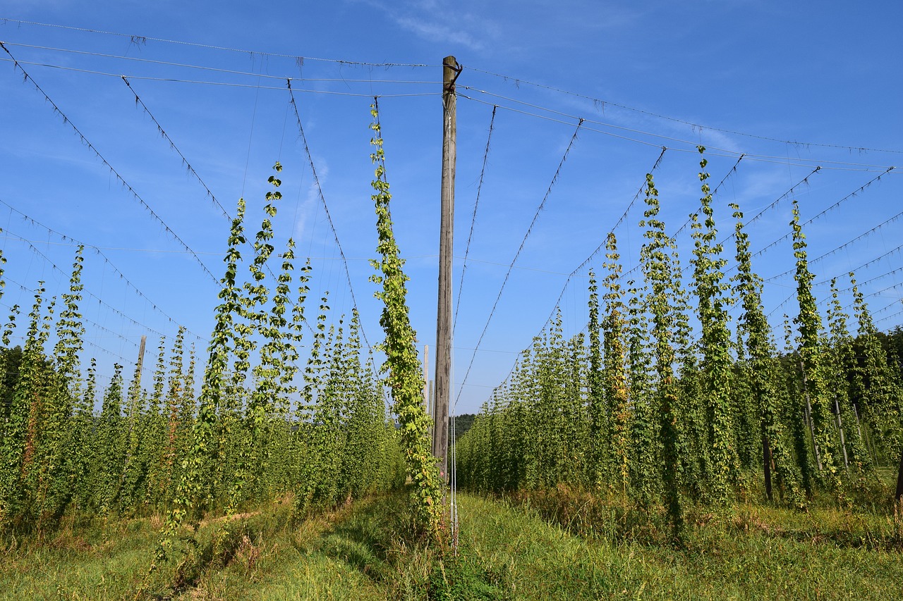 hops nature plant free photo