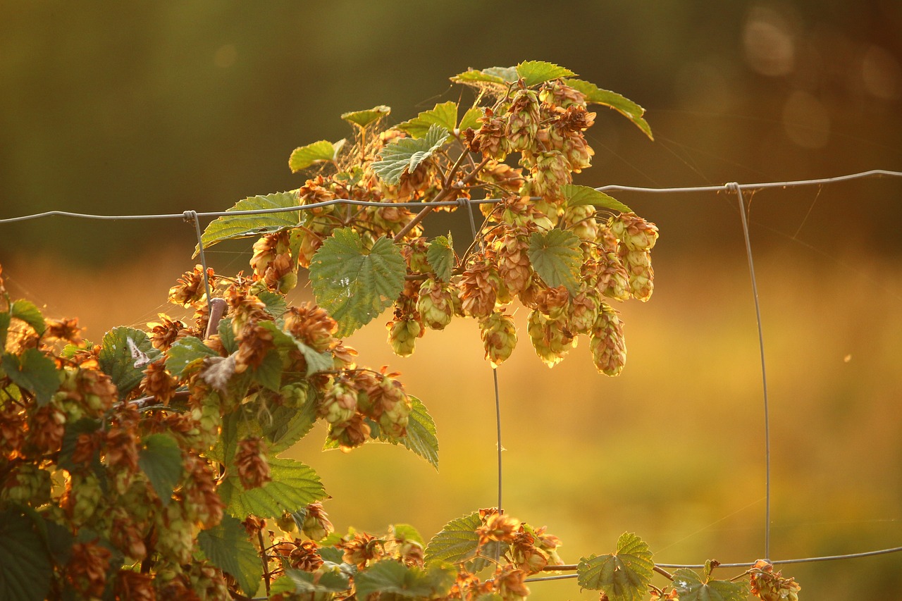 hops plant umbel free photo