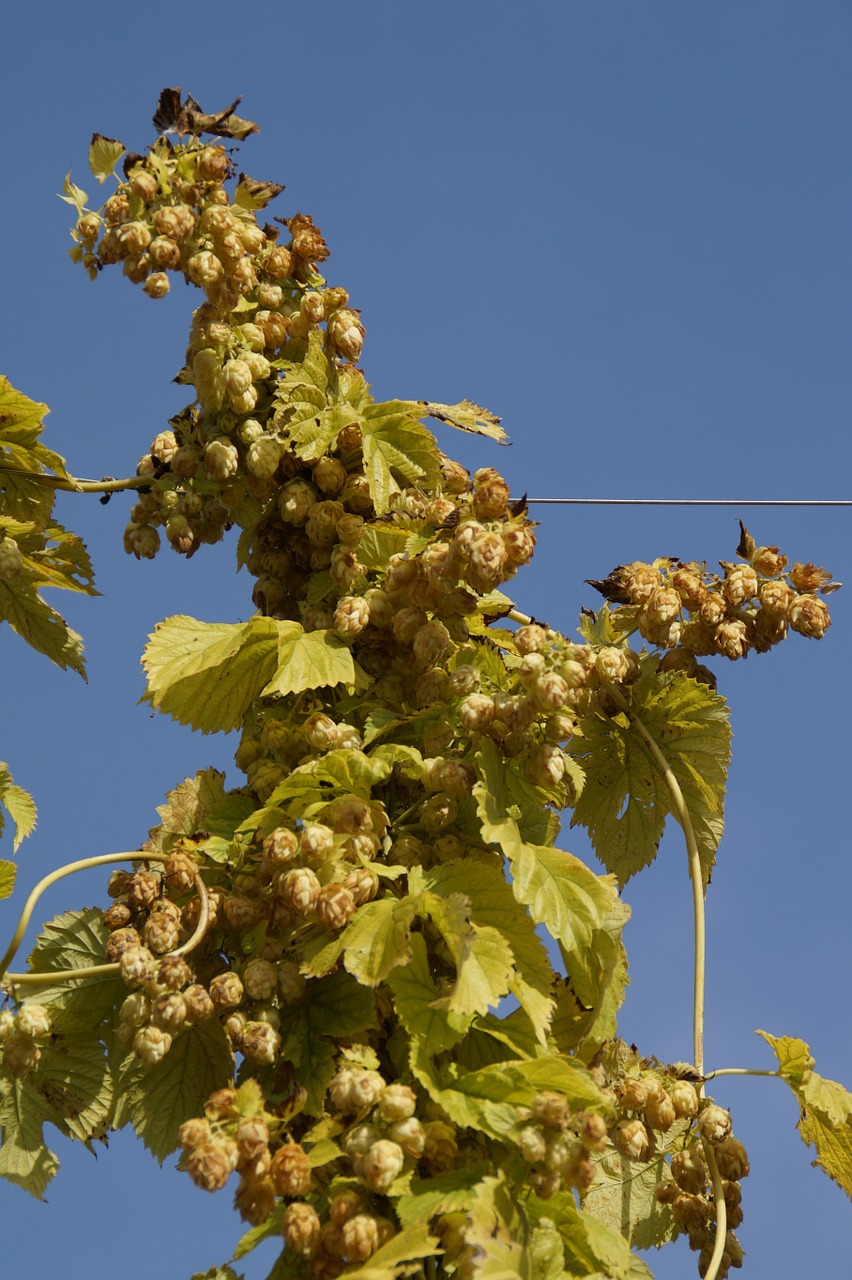 hops hops fruits umbel free photo