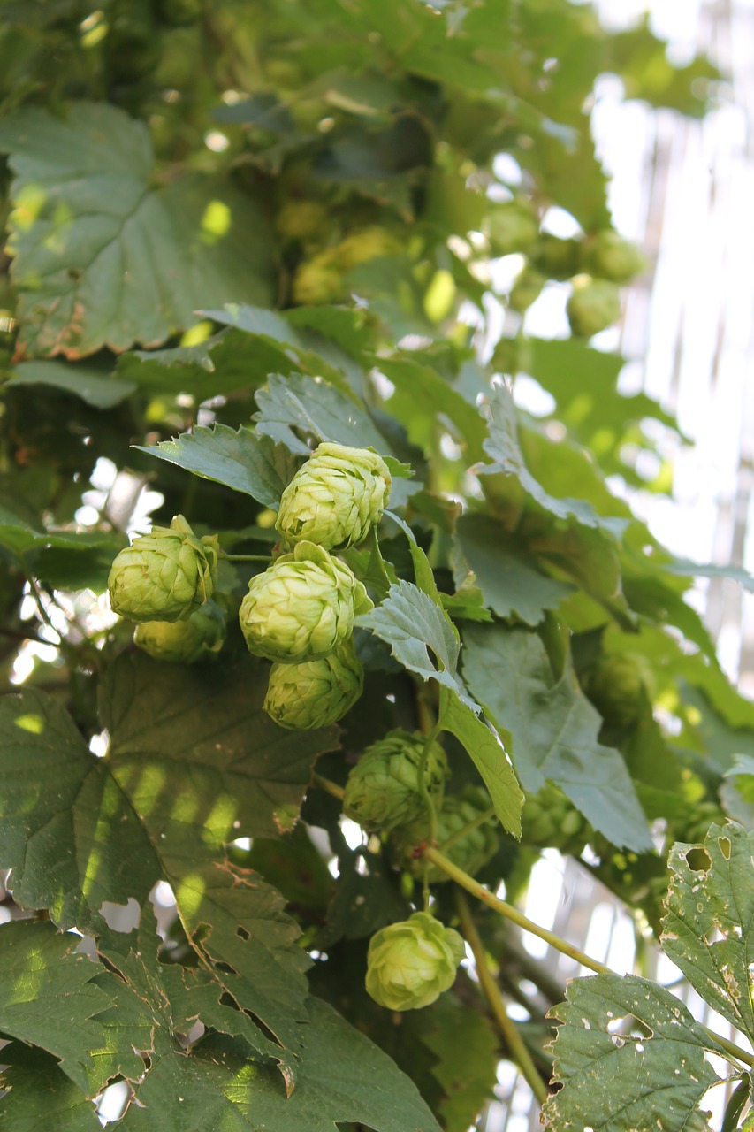 hops beer plant free photo