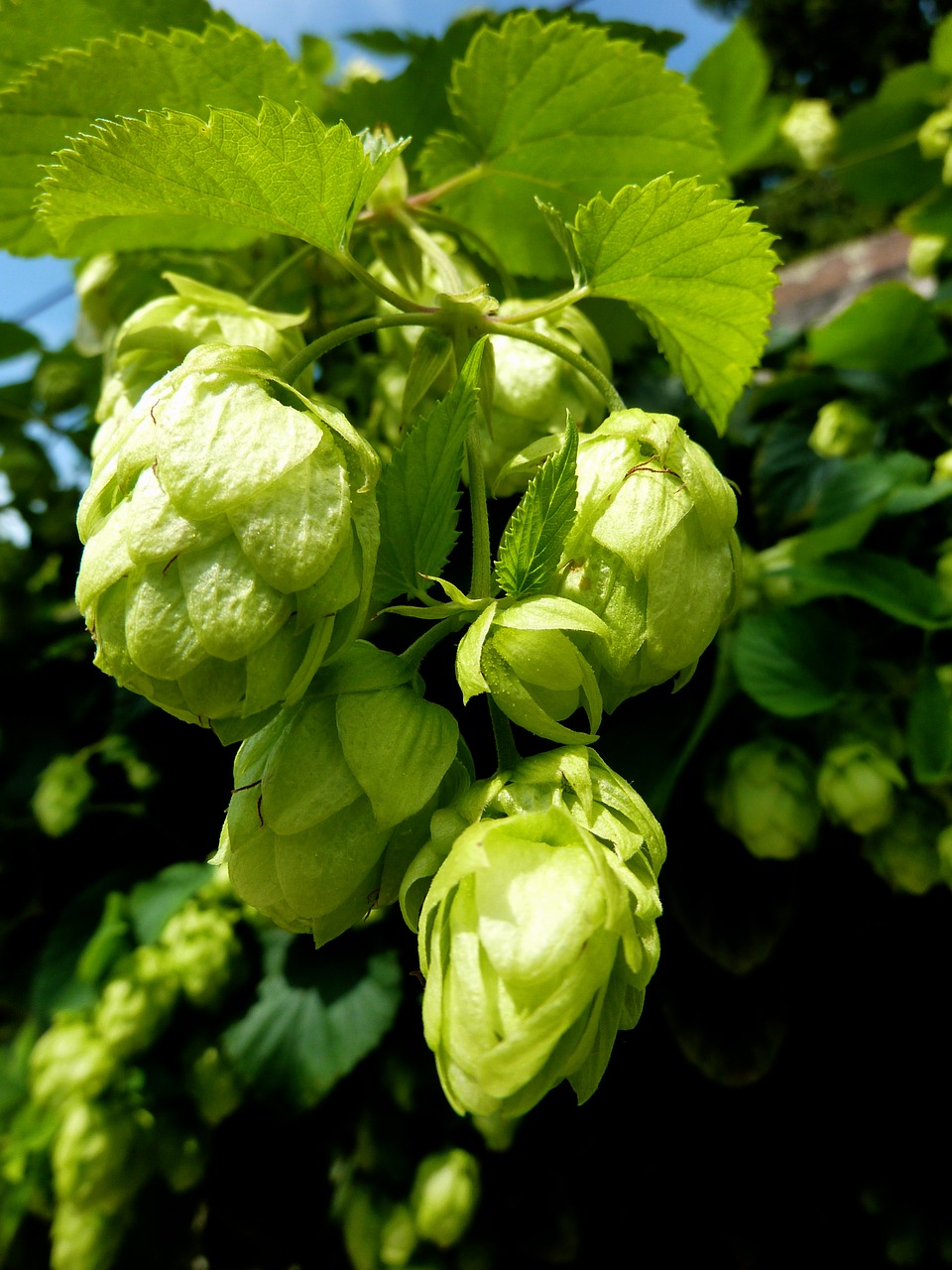 hops beer green free photo
