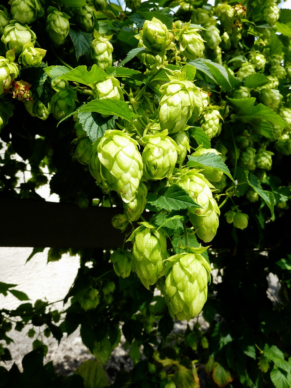 hops beer umbel free photo