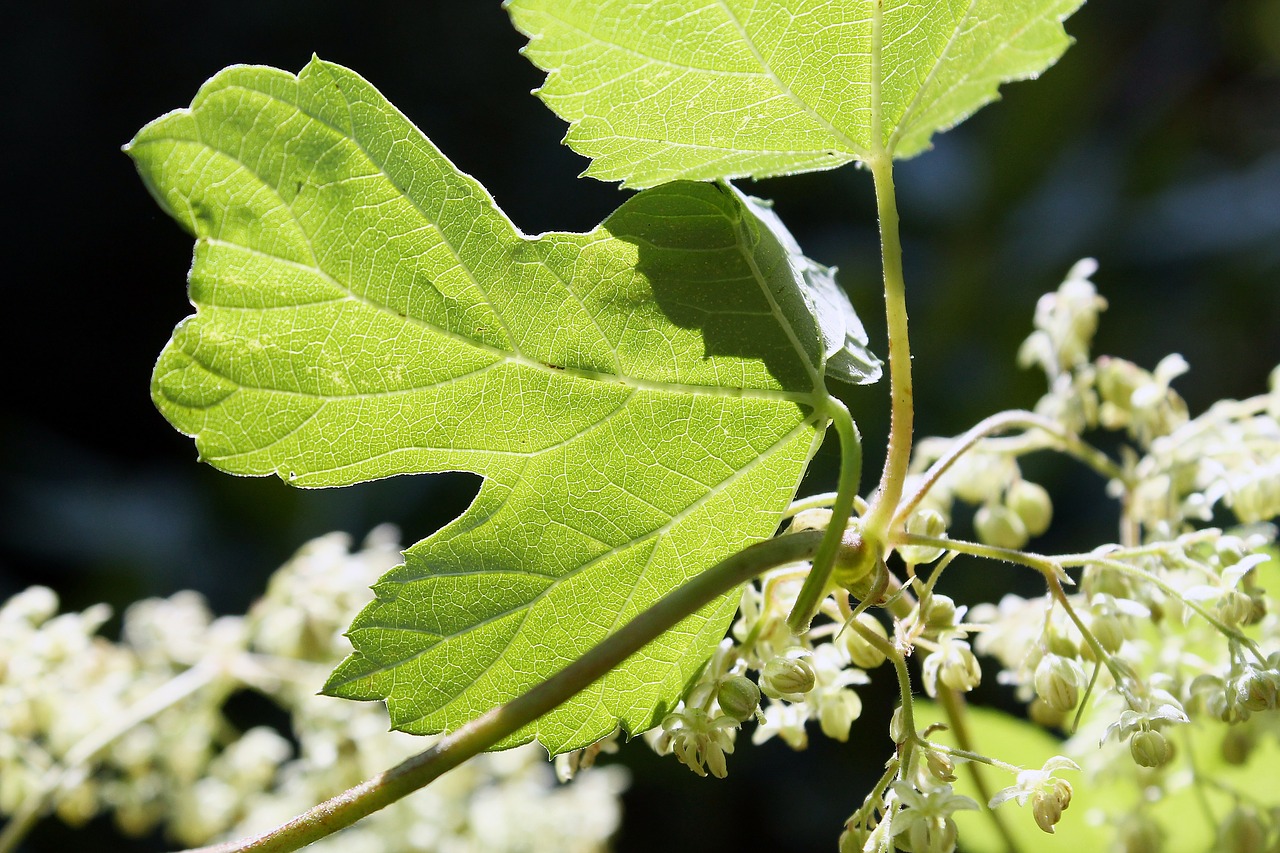 hops flowers climber free photo