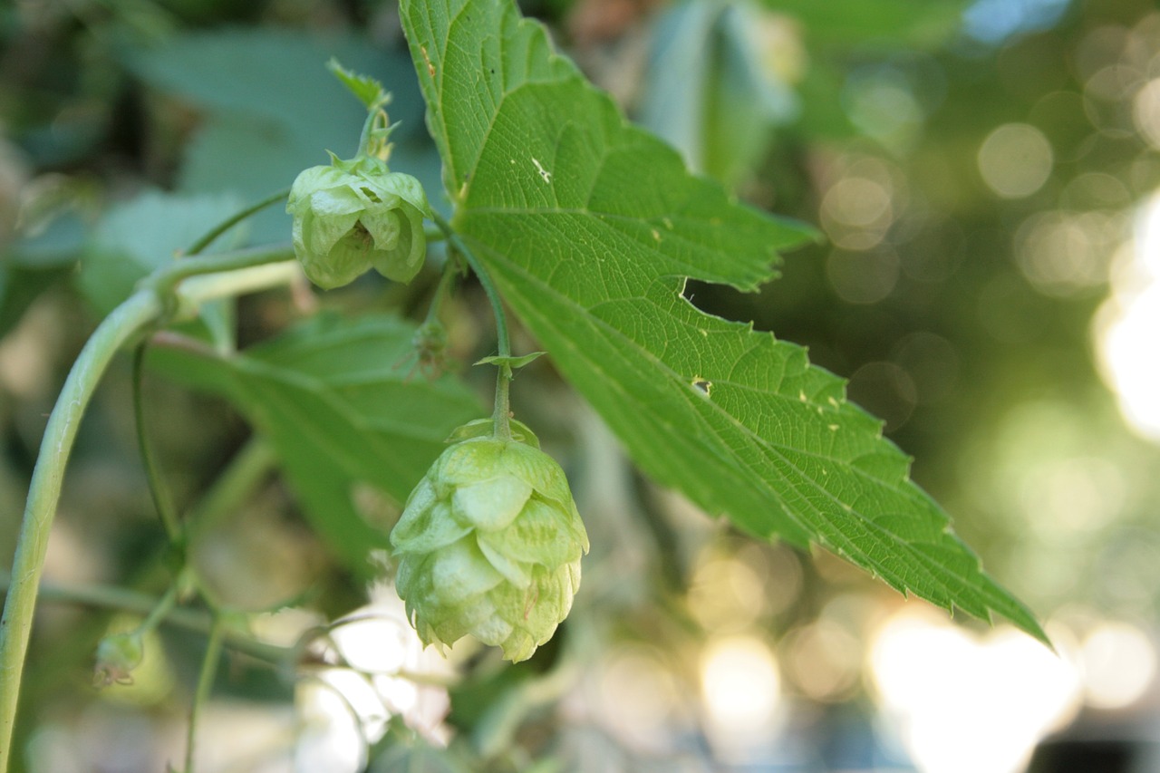 hops humulus lupulus plant free photo