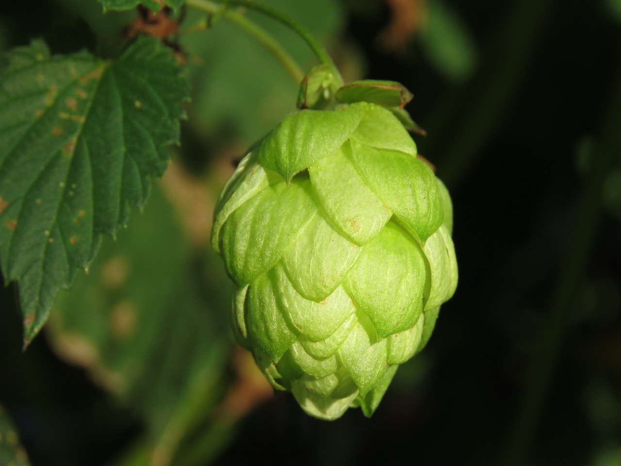 hops  leaf  nature free photo