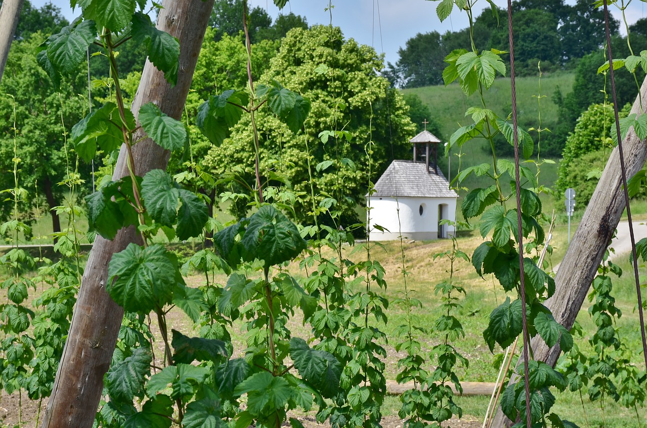 hops  cultivation  bavaria free photo