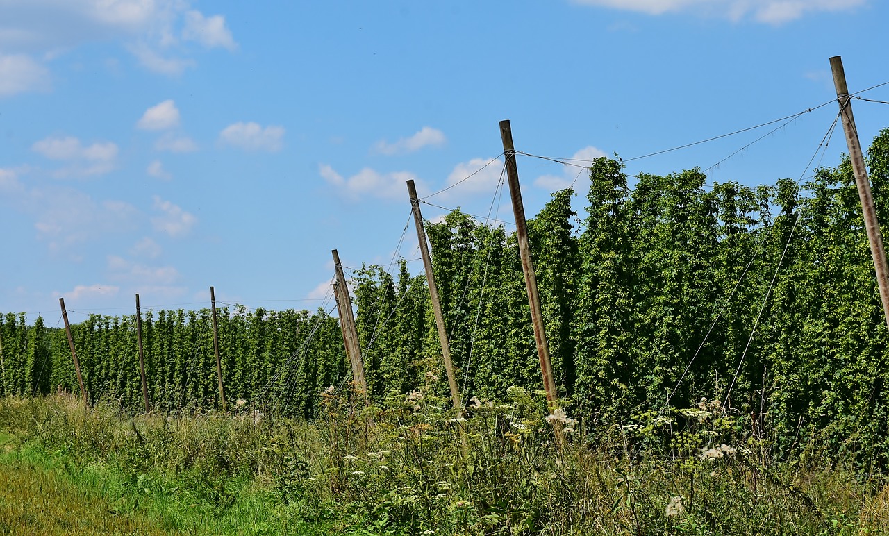 hops  beer  growing area free photo