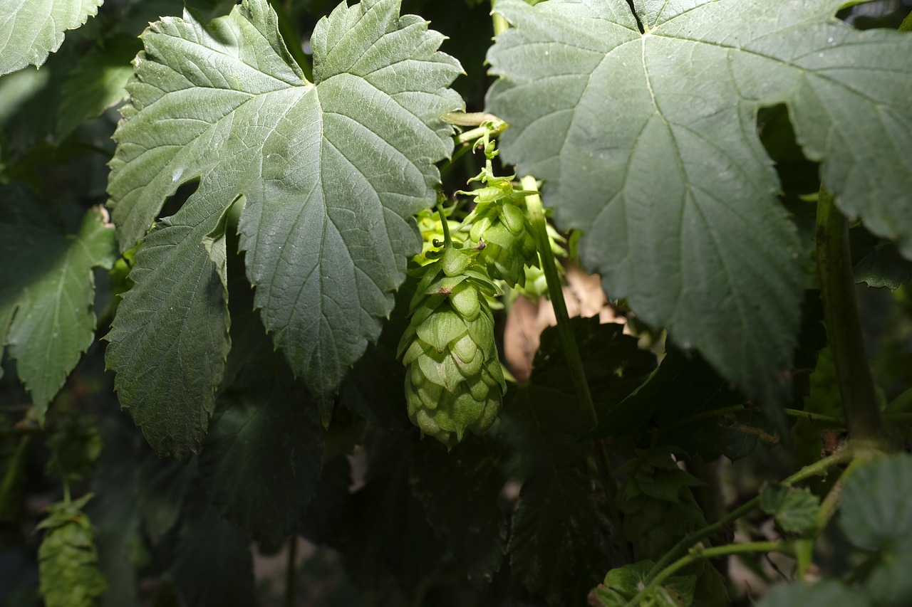 hops  hops flower  hop plant free photo