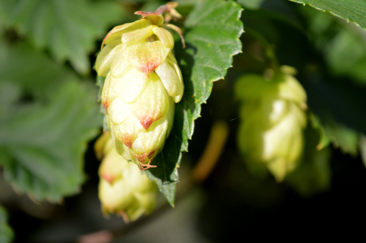 hops  green  close up free photo