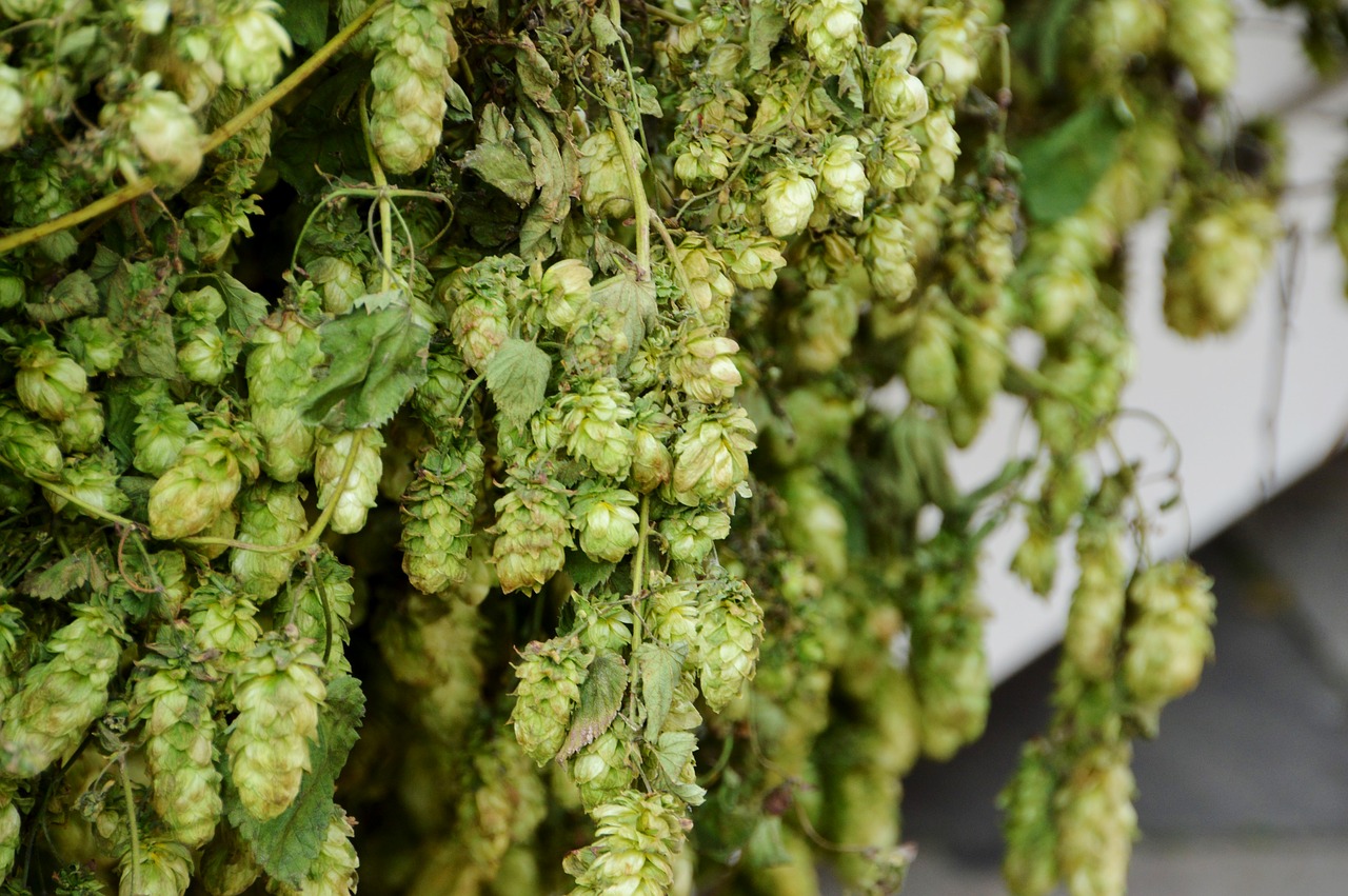 hops  beer  plants free photo