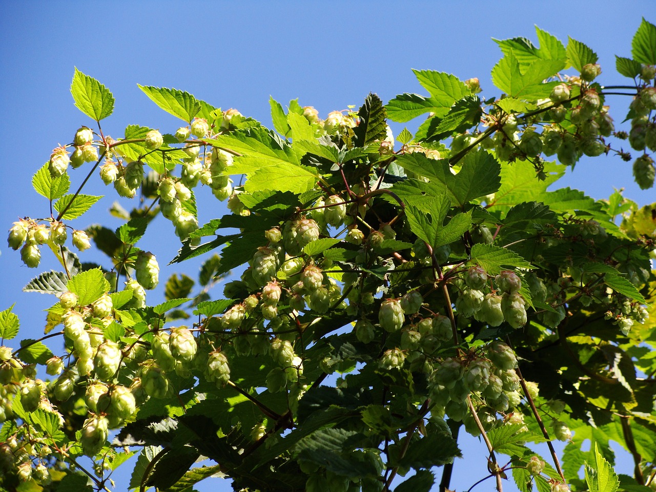 hops wild bush free photo