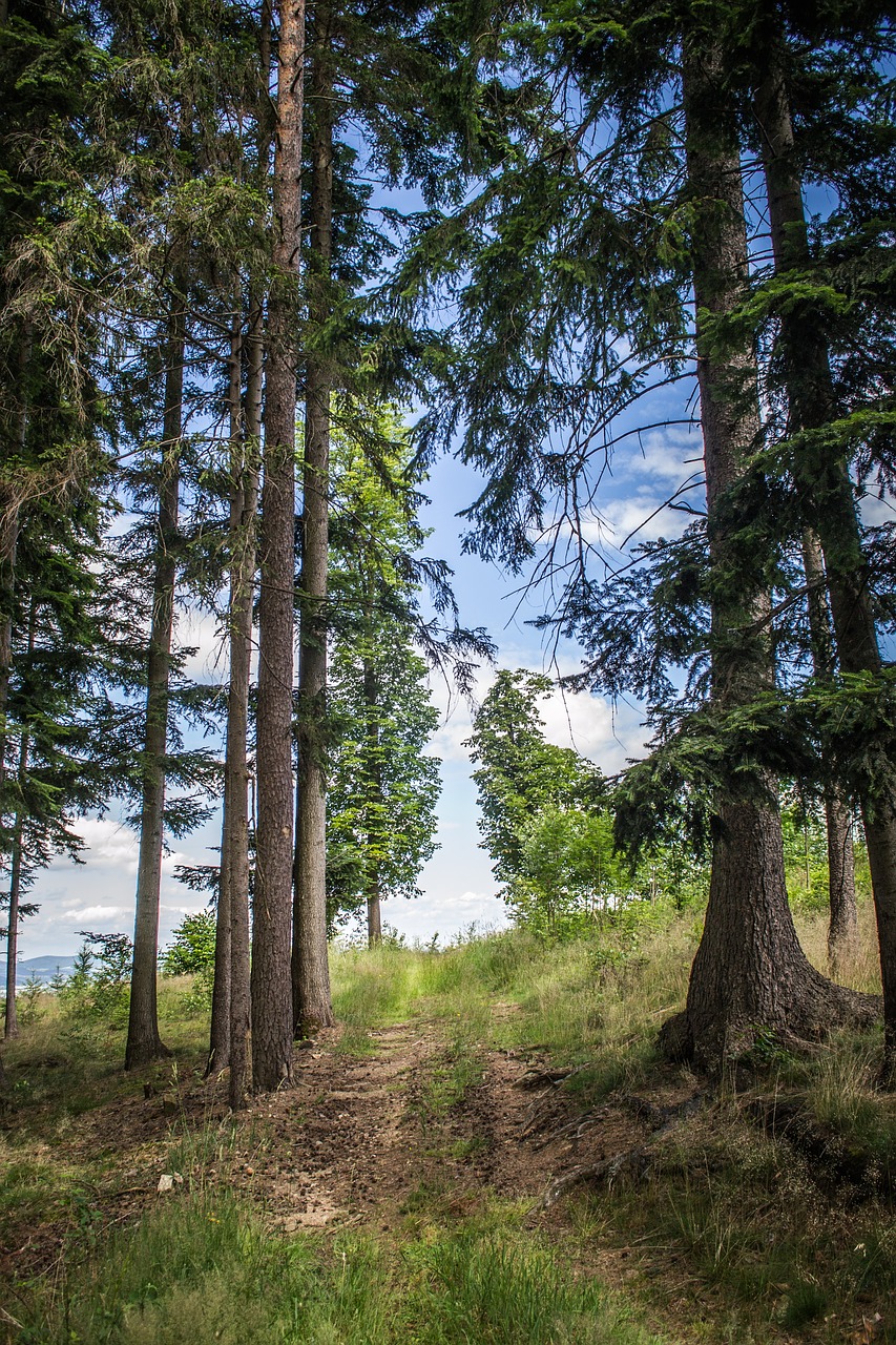 horizon forest trees free photo