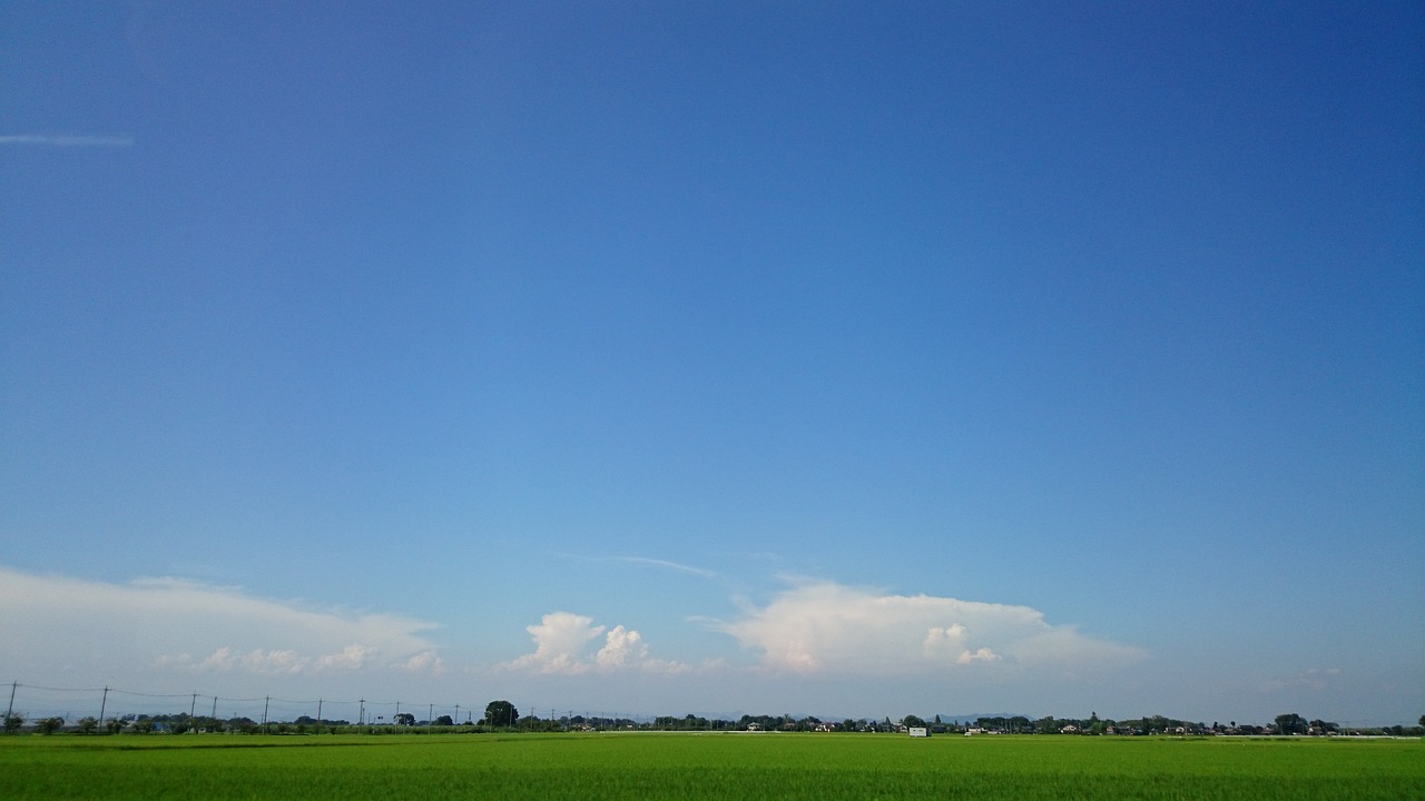 horizon  natural  paddy field free photo