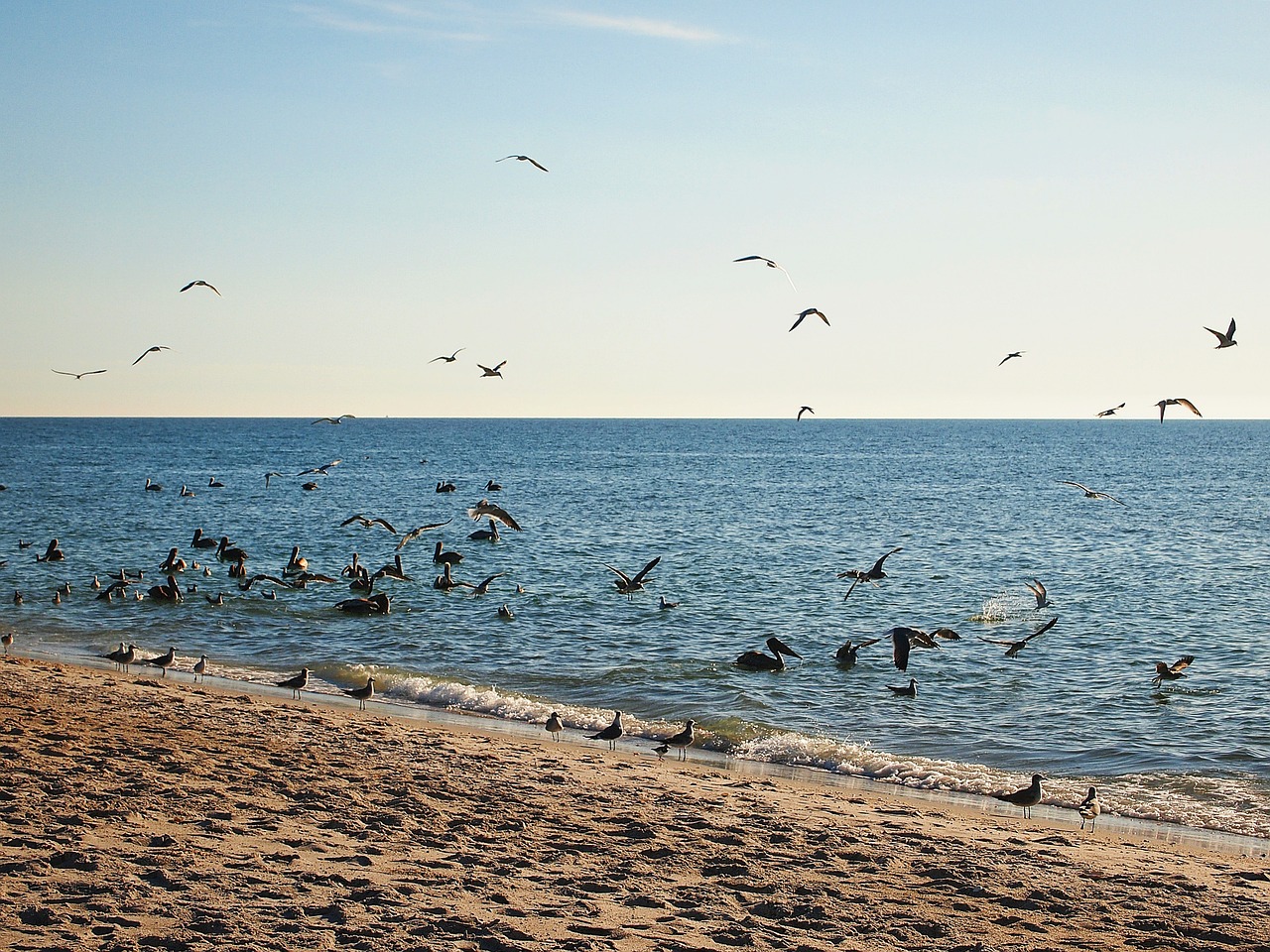 horizon birds ocean free photo