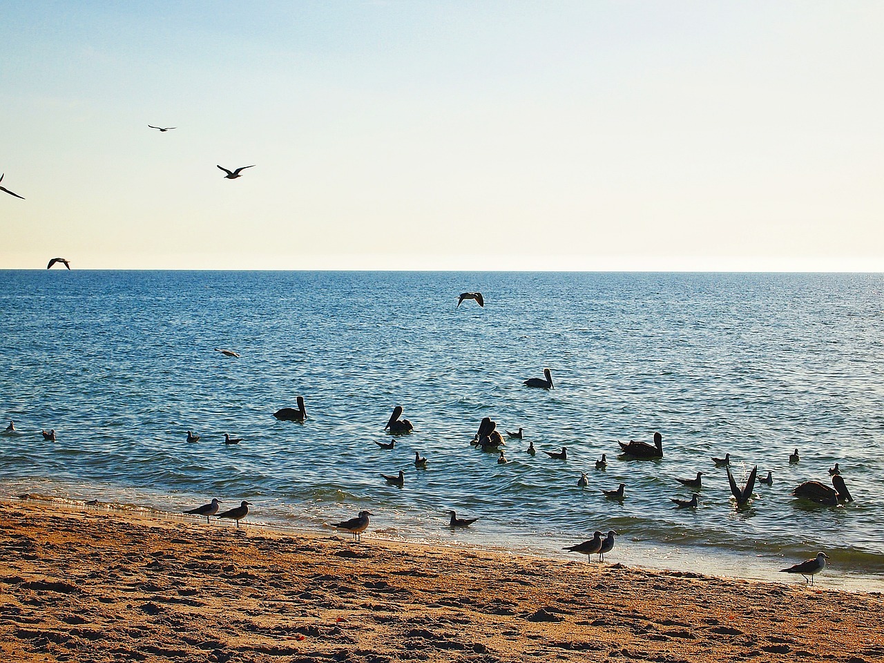 horizon birds ocean free photo