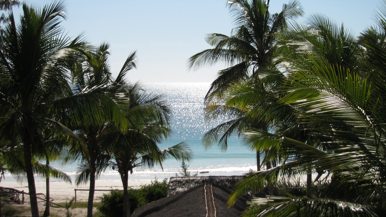 horizon coconut trees mar free photo