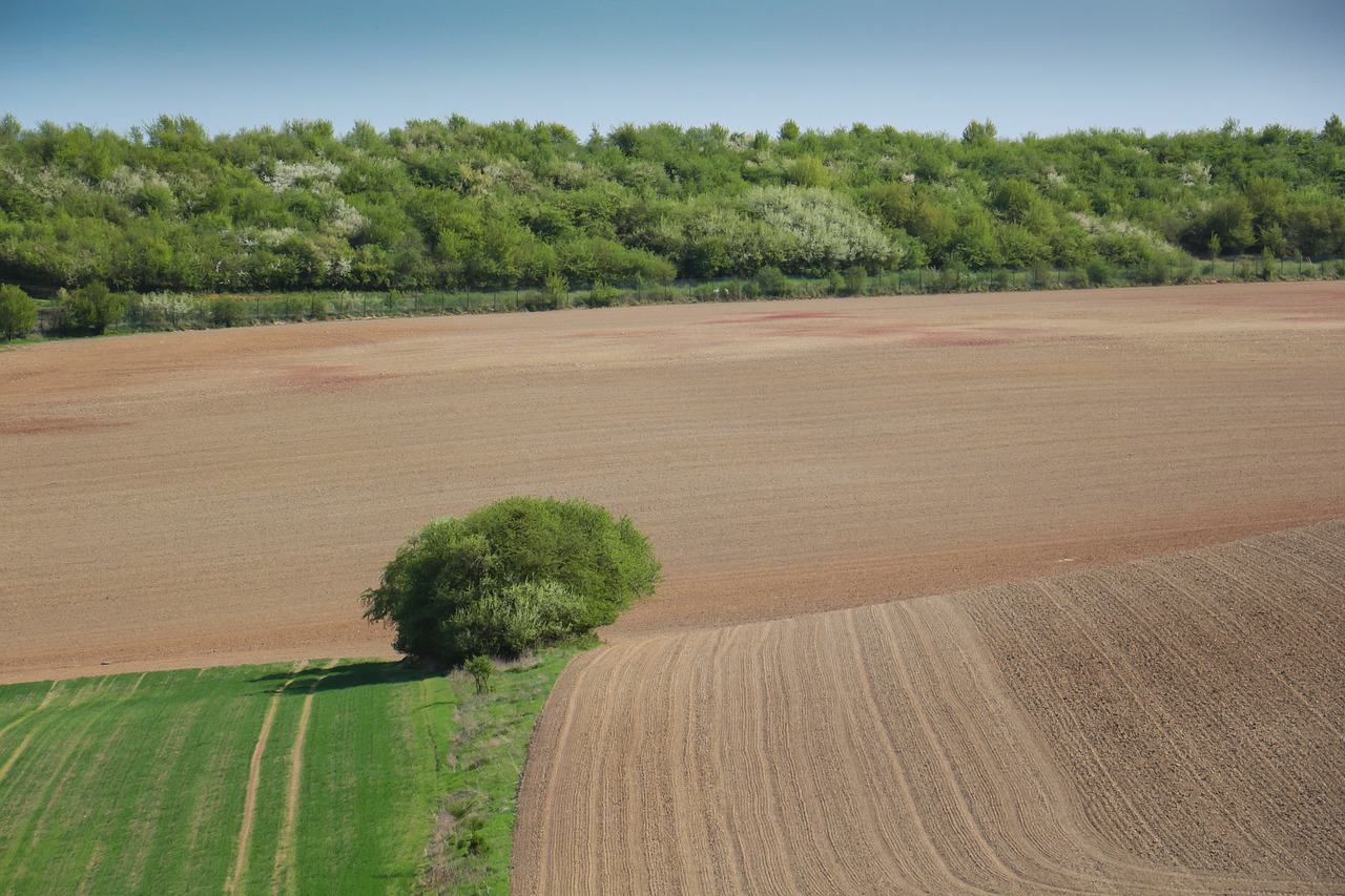 horizontal  nature  tree free photo