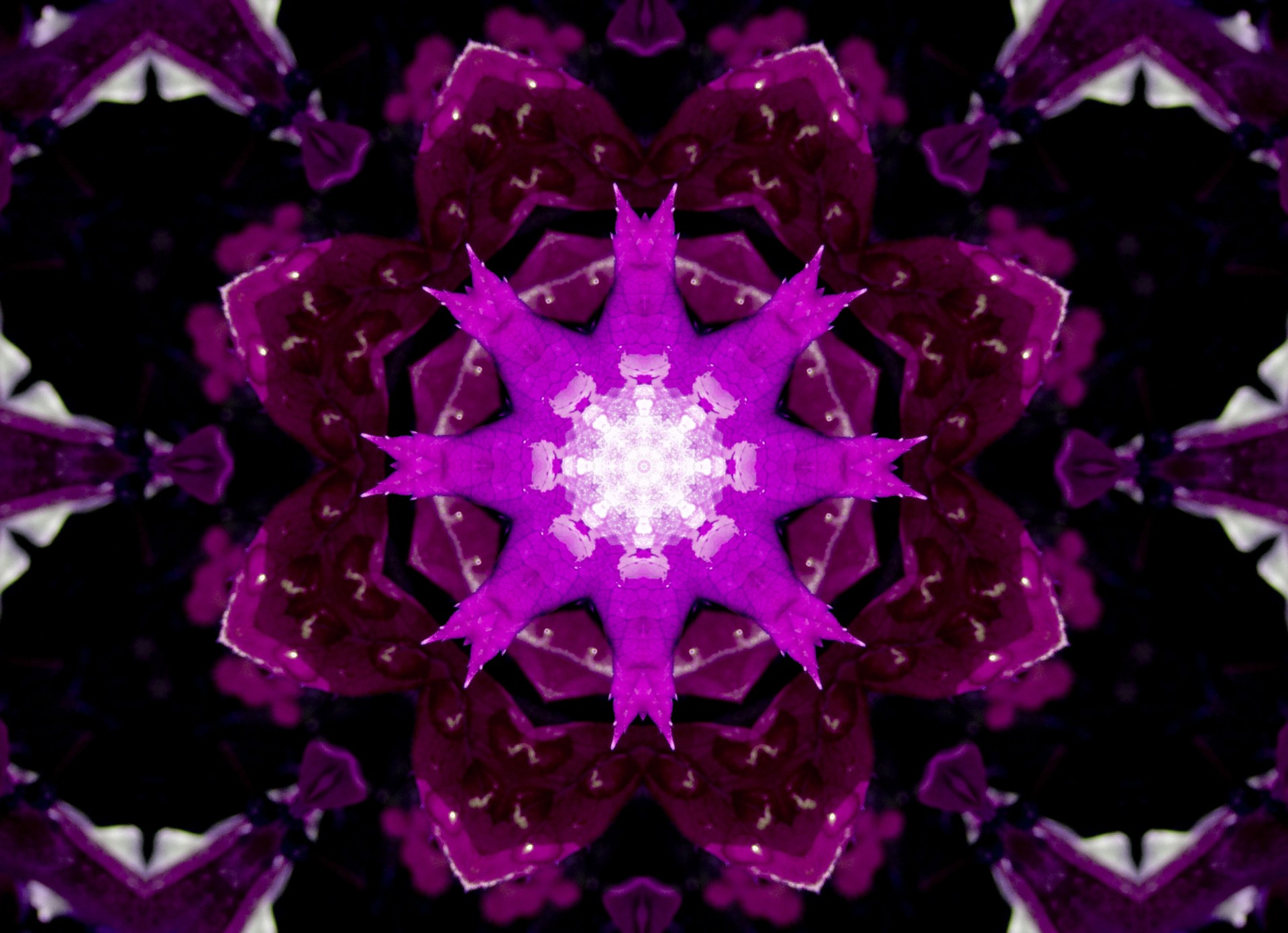 violet leaf pattern free photo