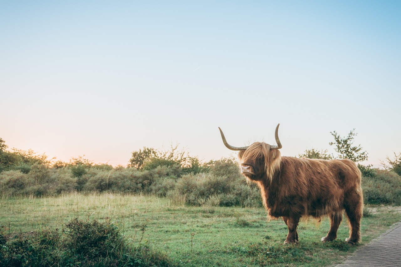 horn brown animal free photo