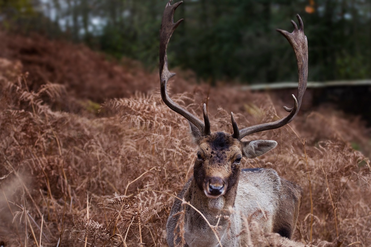 horn deer animal free photo