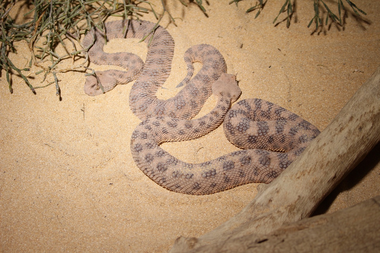 horn viper snake close free photo