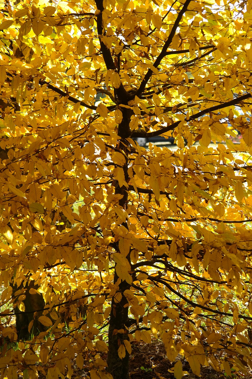 hornbeam tree autumn free photo