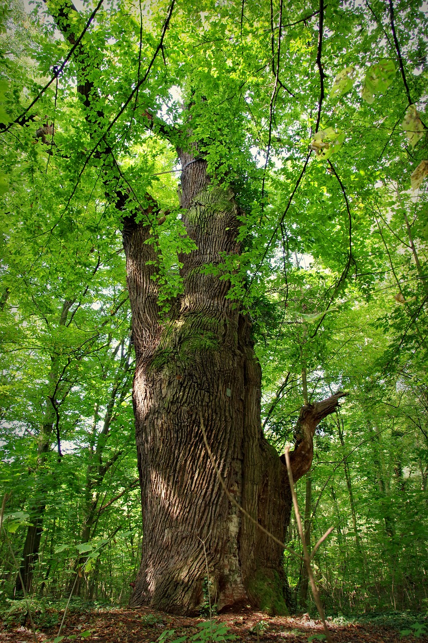 hornbeam tree old free photo