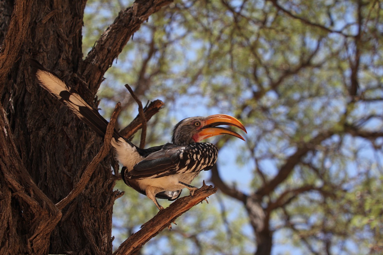 hornbill bird africa free photo