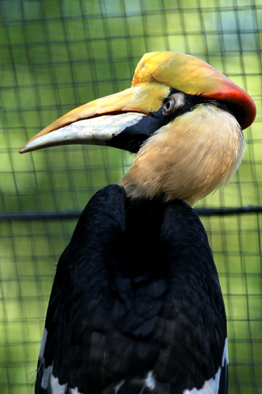 hornbill zoo rotterdam free photo