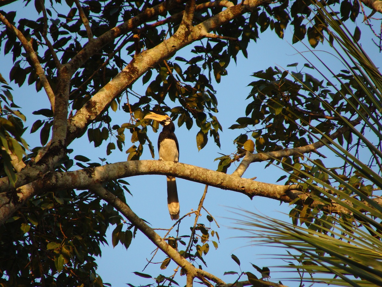hornbill malabar pied bird free photo