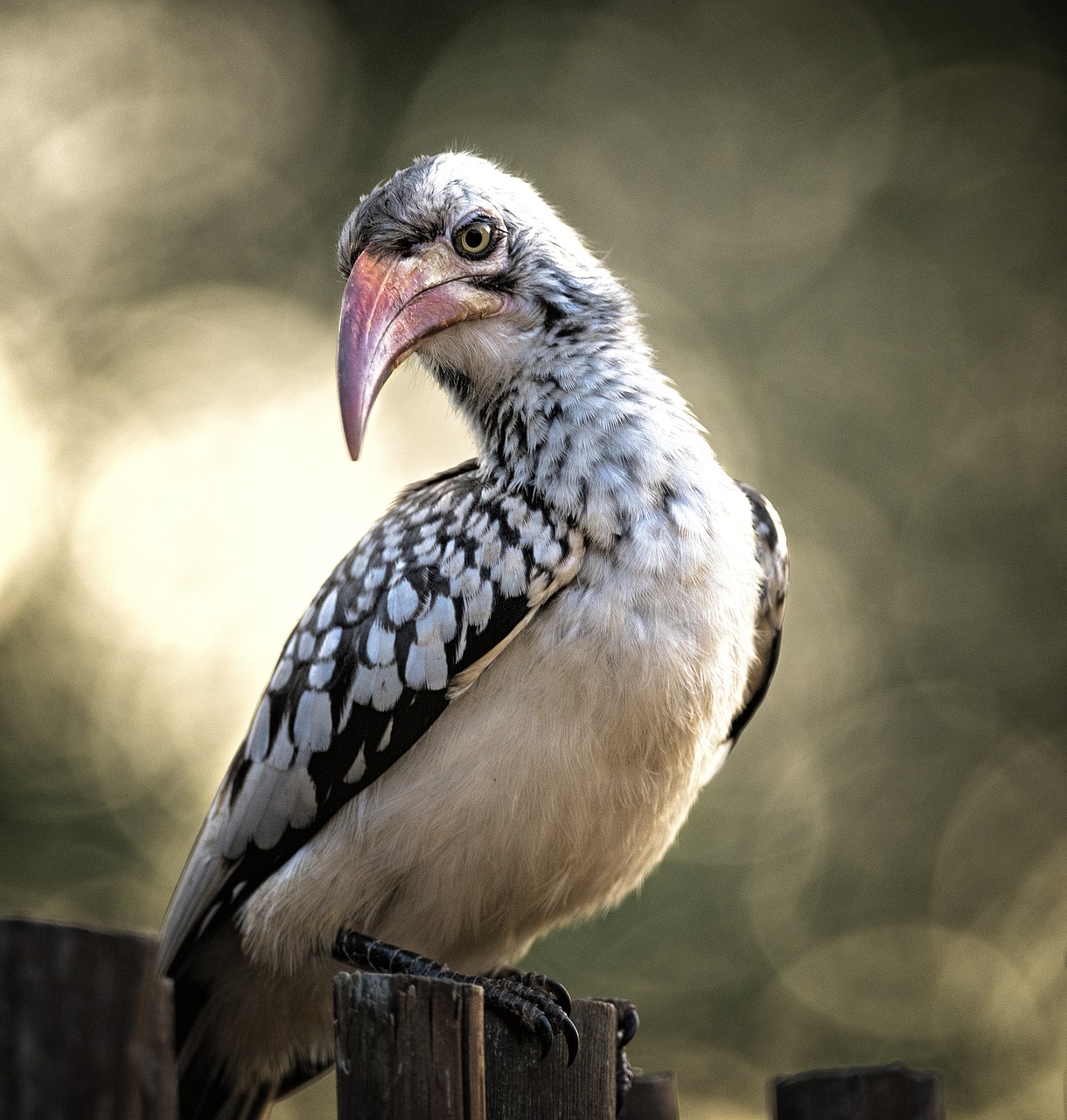 hornbill close eyes free photo