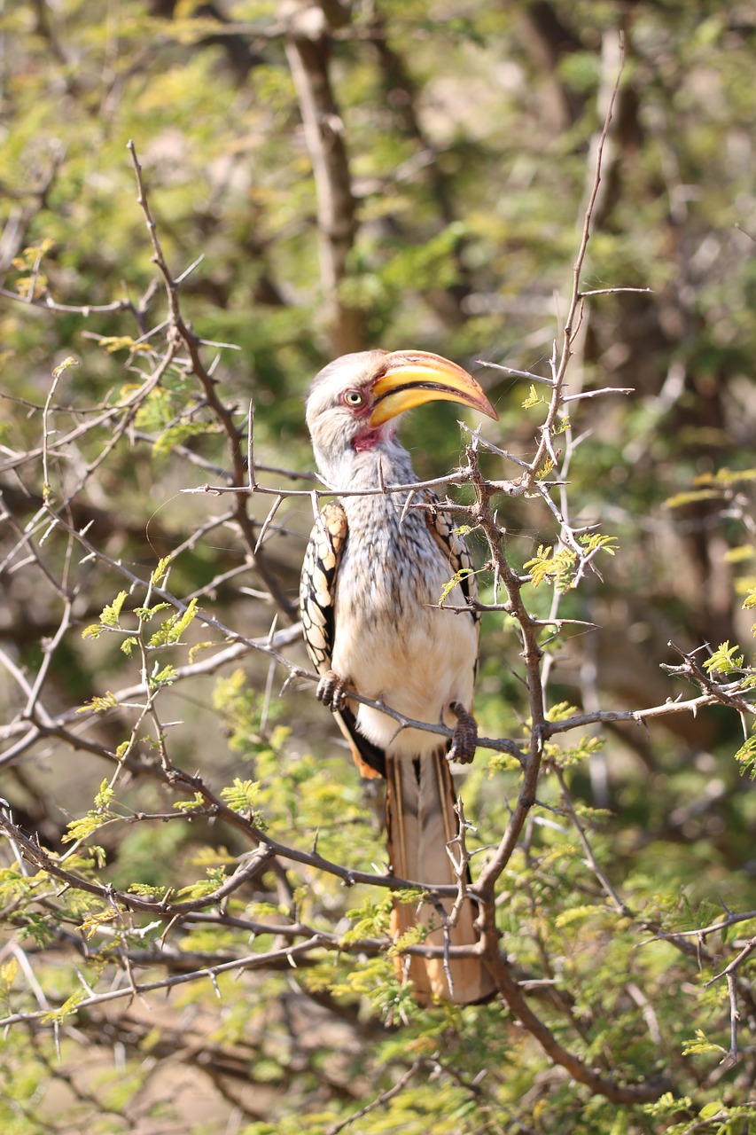 hornbill bird wildlife free photo