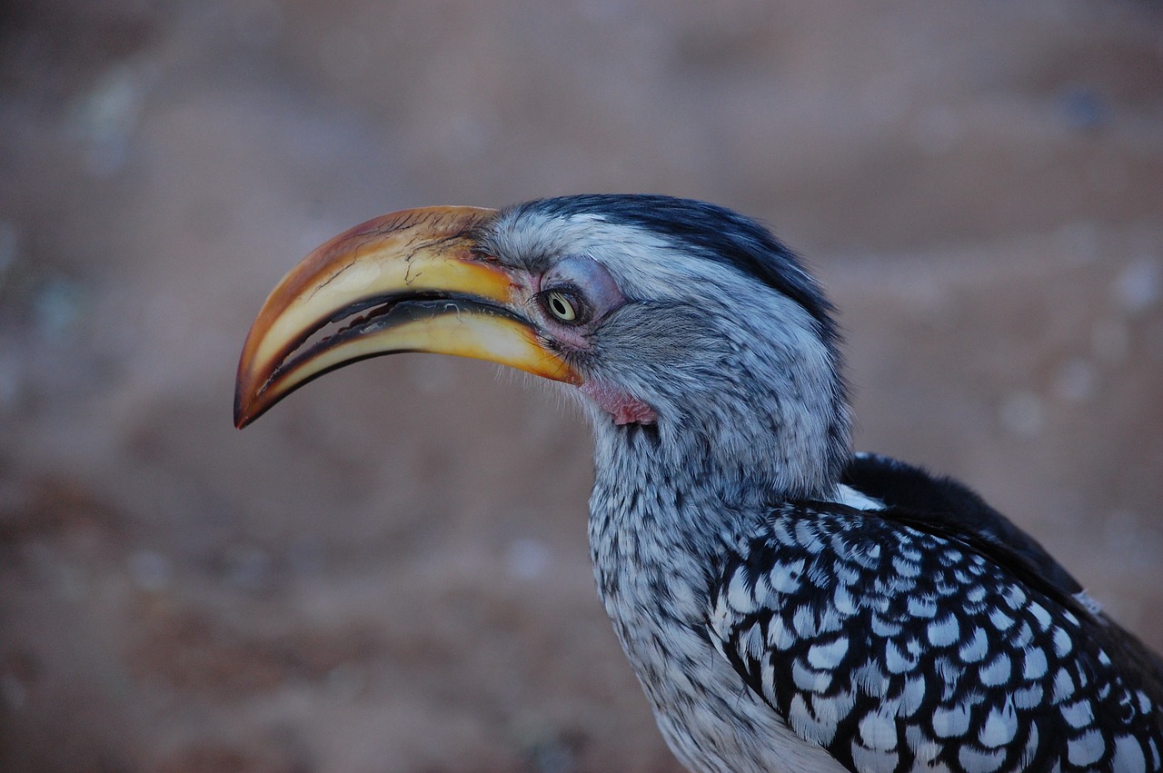 hornbill africa bird free photo