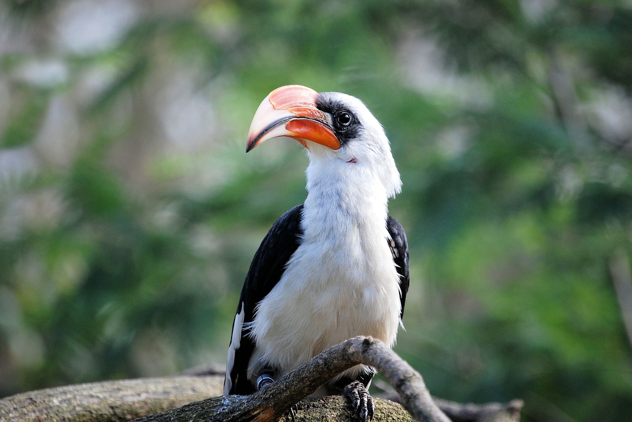 hornbill bird tropical free photo