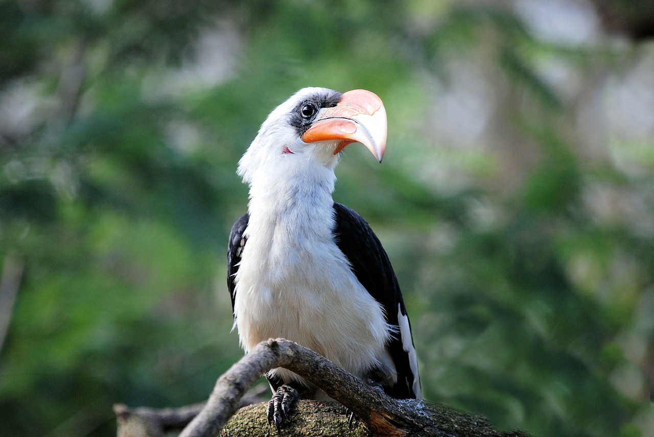 hornbill bird tropical free photo